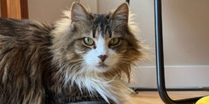 Kitty lounging at home while her amazing cat sitter gets her food ready.