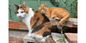 A couple cat friends hanging out on the porch and relaxing.