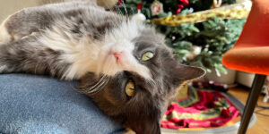 grey and white long haired kitty lounging inside wanted to get attention