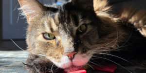kitty staring at the camera wondering when he'll get his treat