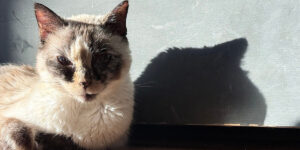 kitty reseting on it's side and casting a cool shadow on the wall
