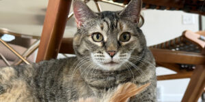 Kitty with a feather staring at something.