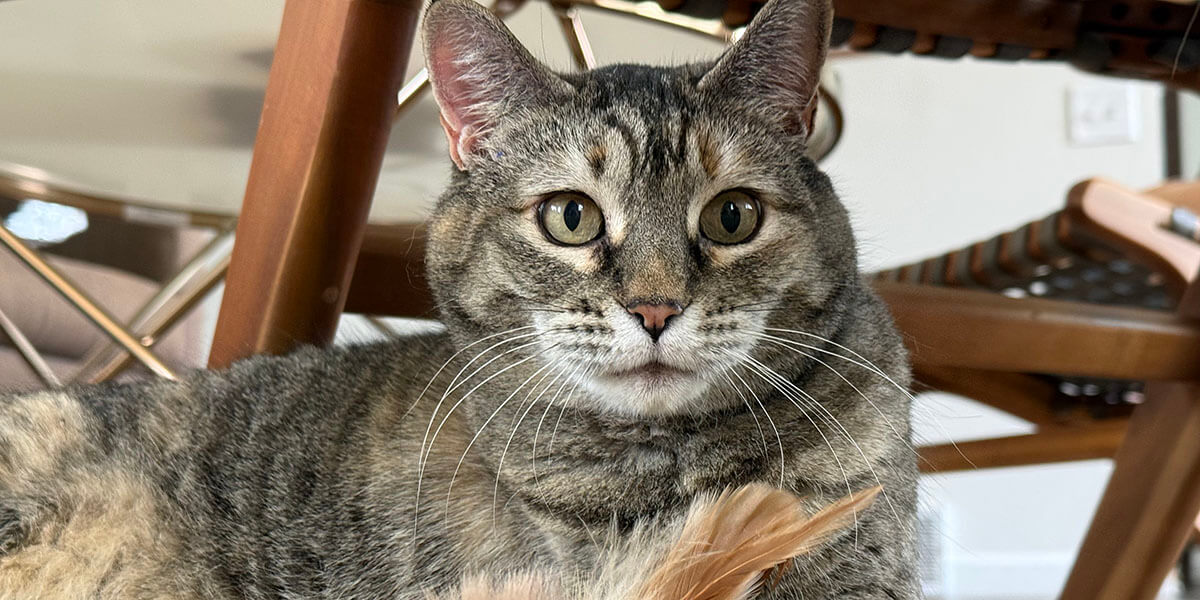 Kitty with a feather staring at something.
