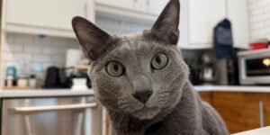 Gray kitty staring with intense green eyes