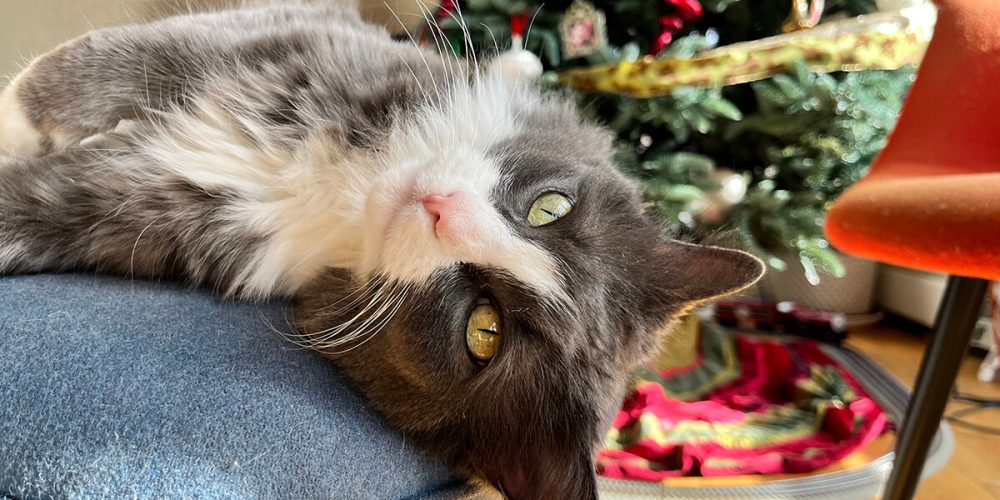 grey and white long haired kitty lounging inside wanted to get attention