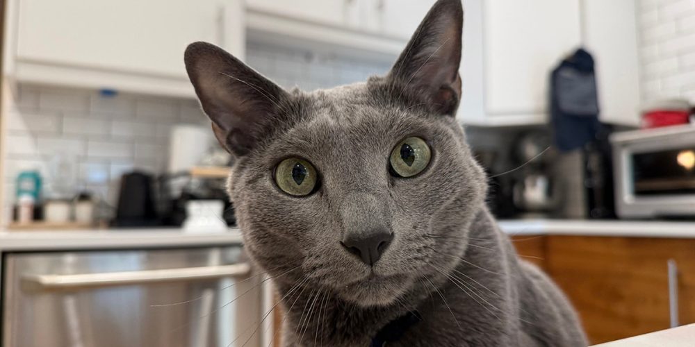 Gray kitty staring with intense green eyes