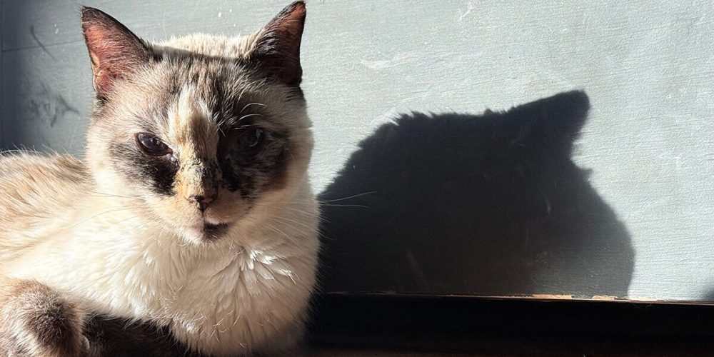 kitty reseting on it's side and casting a cool shadow on the wall