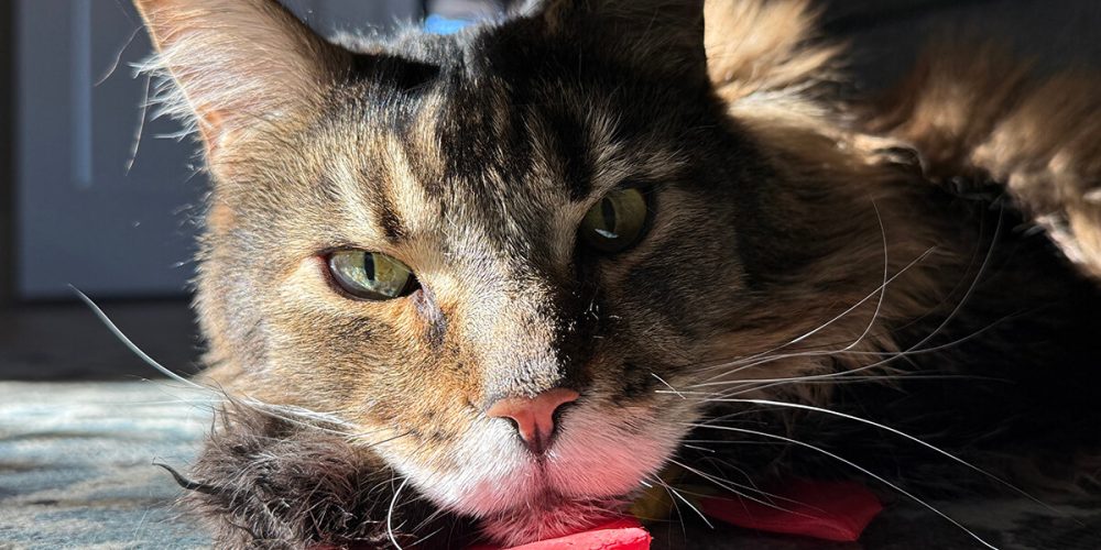 kitty staring at the camera wondering when he'll get his treat