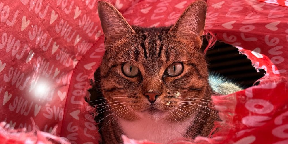 Kitty in a red love tunnel staring out.